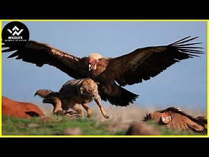 Top Moments The Eagle Hunts Prey Without Mercy | Wildlife Animals