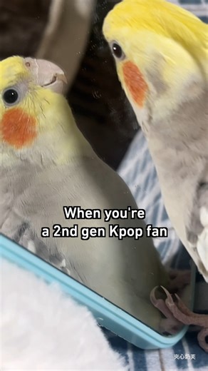 tro-o-o-ouble, tro-troublemaker #cockatiel #9gag | 9GAG