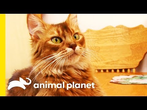 This Beautiful Somali Cat Gets A Pampering Session | Cats 101