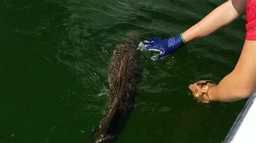 Protected species found with tail cut off