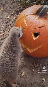 4.1K views · 230 reactions | Halloween enrichment with some of our animals! 李 | The Toledo Zoo | Facebook