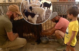 Imports 60 goats from Sicily to strengthen indigenous Maltese goats