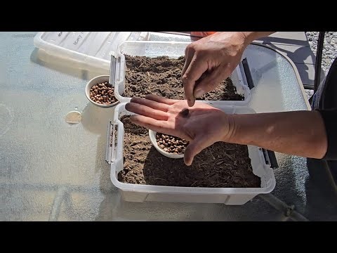 Growing Cherimoya trees from seed.