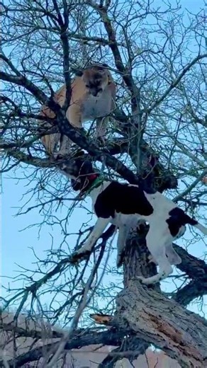 MOUNTAIN LION TREED UP! #dogs #hunting #hounds #mountaincat #wildlife #mountainlion #cathunt #puma