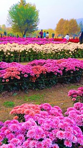 Bagh E Gul DilShad Thaa Botanical Kashmir Explore Park #fblifestyle #Kashmir #flower #viral | Pahadi Explorer