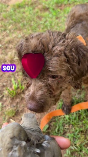 Tip Toe Male Cockapoo