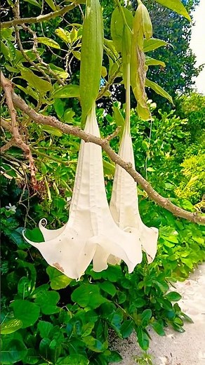 Beautiful Angel’s Trumpet Flowers in Bloom 🌼 Florida, USA 🗽 #flower #flowers #florida #usa