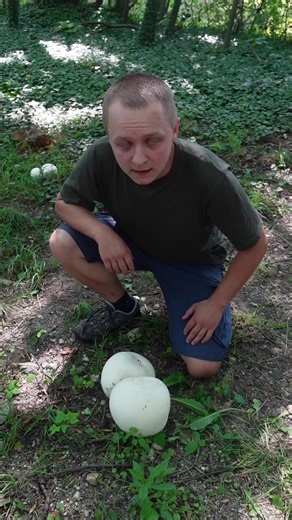 668K views · 11K reactions | Czasznica olbrzymia (Calvatia gigantea) - grzyb jadalny #natura #grzyby | Źródła Natury - według Chmielewskiego | Facebook