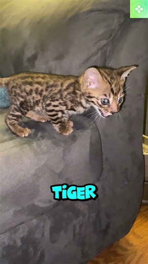 The Ashera Cat: The World’s Most Expensive ‘House’ Pet?! 🐱💸