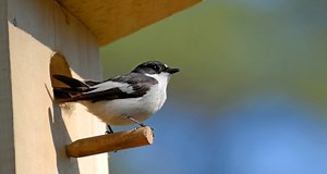 Stap voor stap: hoe bouw je je eigen vogelhuisje? - Pets Place