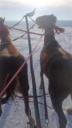 #stiu_ca_nu_o_sa__ajunga_pe_foryou #saajungapeforyou #catmaiviral #viralvideo #❤️🥰✌️🫡