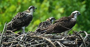 LMC Osprey Nest