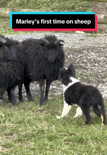 Marley's First Experience with Sheep: Training a Sheepdog