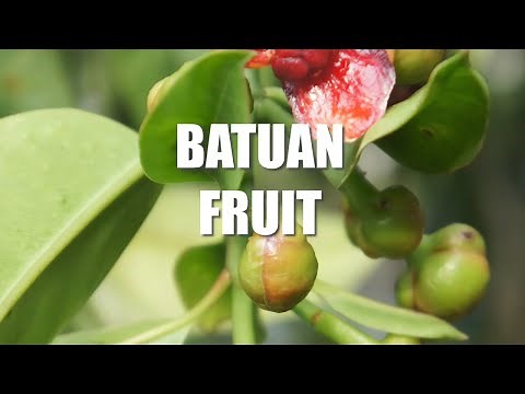 Batuan Fruit | HEALTH BENEFITS OF BATUAN / BATWAN FRUIT