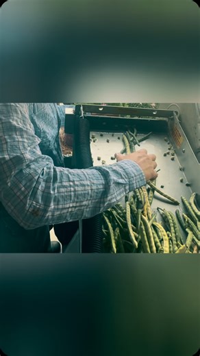 Farm Life 🌸 Shelling fresh peas for the restaurant. #fancygirlfarms #hahiraga #shellingpeas #farmlife #fyp #lifeonthefarm #farmtofork | Fancy Girl Farms, LLC