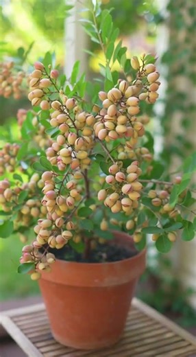 Do it at home → pistachio roots forming without mistakes