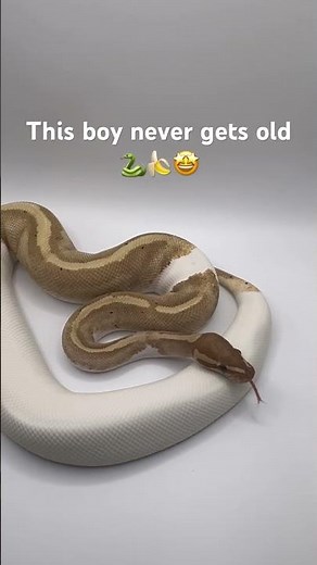 One of the Most Beautiful Ball Python Morphs #snake #ballpython #royalpython #viral #shorts