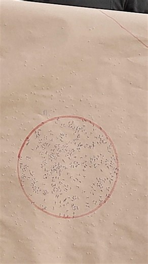 355 Pellets — Most Dense Pattern Yet #turkey #hunting #shotgun