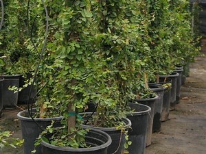 FICUS PUMILA: crecimiento, reproducción, cuidados, propagación, y más