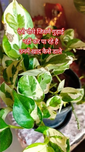 vermicompost tea and how to use #gardening #plantcare #viral #shorts