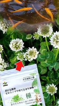[Medaka Biotope] I'm going to grow a patch of lucky clover from aquatic plant seeds... or so you'...