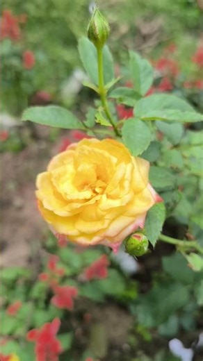 Beautiful Golden Rose || Home Gardening | #rose #trending #flowers #youtubeshorts #shorts