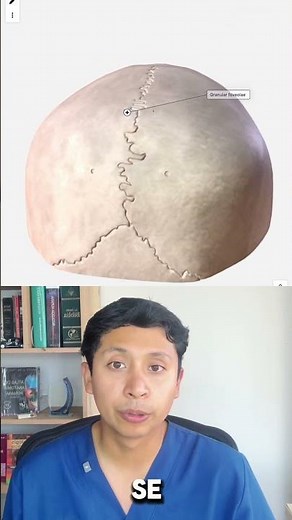 Suturas del cráneo explicadas fácil #medicina #suturas #anatomiafacil #sistemaoseo