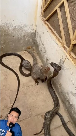 Nuôi chồn để phòng rắn độc bò vào nhà #snake