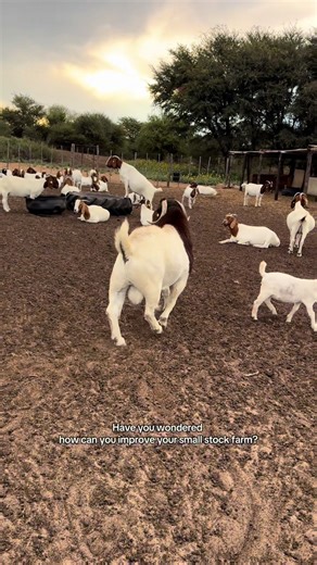 Improve your small stock skills with the program🤠