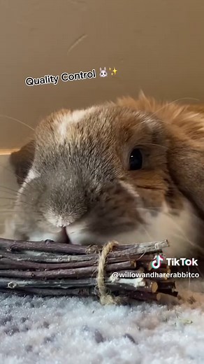 Apple Wood Sticks: Healthy Chews for Your Rabbit