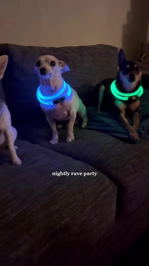 Nightly Rave Pee Party with Glow Collars | Dog TikTok Fun!