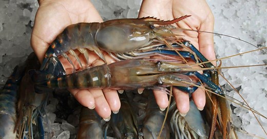 Prawns and Shrimp: Not Just Different Sizes, But Different Species