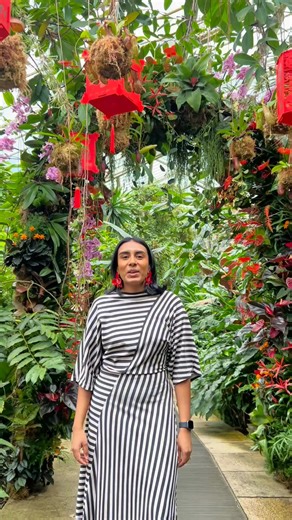 Love immersive exhibitions? Don't miss Orchids at Kew - where nature, art and design come together in this stunning winter festival inspired by China 🌷✨ | Kew Gardens