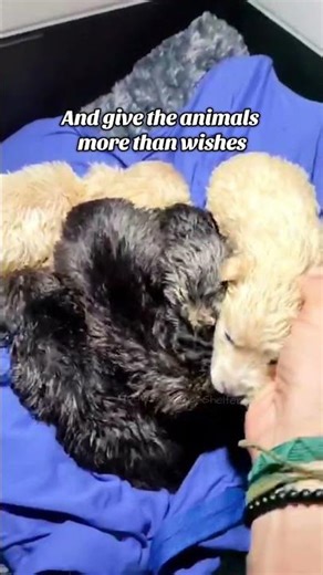 Puppies saved from the streets