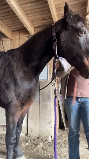 Come ride English style with me #horse #horseriding #equestrianjourney #equestrian