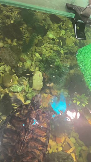 Feeding Turtles in an Aquarium Environment