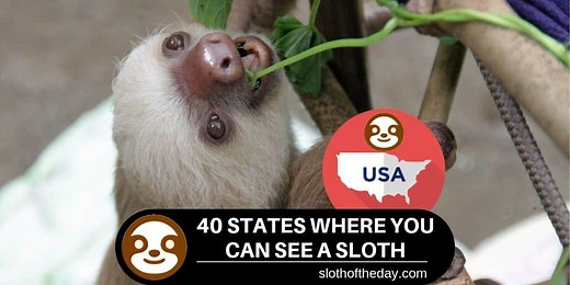 See a Sloth in This 40 States in America May Even Hold a Sloth