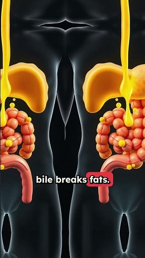 How does your body turn food into poop?