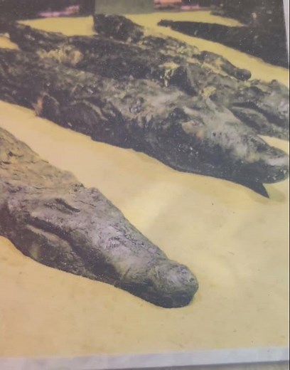 Mummified Crocodiles. Secrets of Ancient Egypt🐊