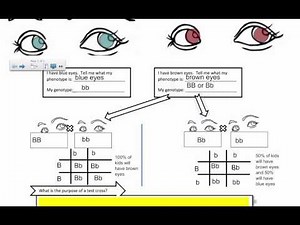 Genetic Crosses - The Test Cross (IB Biology)