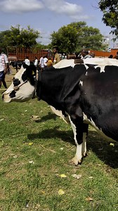 28 reactions | Cow and bull market | Lks Chanal | Facebook