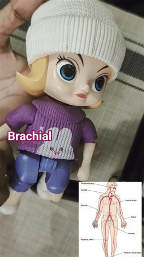 Different site for check pulse rate #heart #biology #pulse #biologyshorts