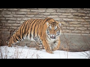 Meet Sungari, the new tiger at the Buffalo Zoo