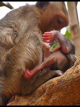 Caring Mother Monkey Teaches Her Baby with Patience & Love 💞 #babymonkeys #animals #animallife
