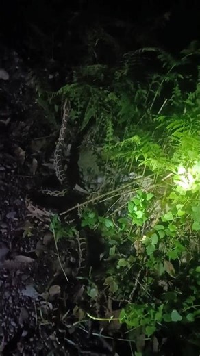 Big anaconda cut on camera #shorts #snake #wildanimals