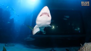 Diving the Downtown Aquarium in Denver - A close look at a giant sawfish