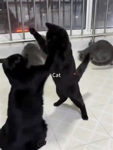 Ninja Cat: The Funniest Pet Video You’ll See