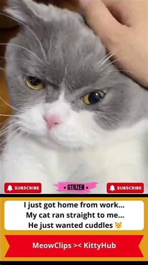 My Cat Missed Me So Much After Work 🥹