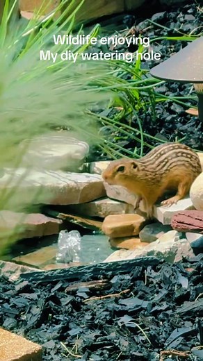 Creating a DIY Wildlife Watering Hole for Your Backyard Oasis