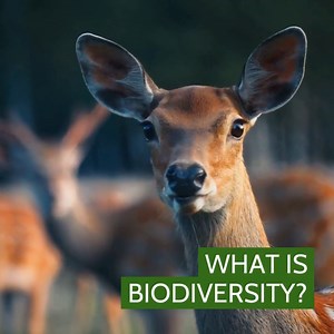 1K views · 62 reactions |  Biodiversity...  It's the key to all life on our planet, but many of us are still figuring out what exactly the term means, and how and when we ought to use it... Watch the video to learn our own simple definition of biodiversity, find out about some of the things that can affect it, and how we can help protect it  | Soil Association | Facebook